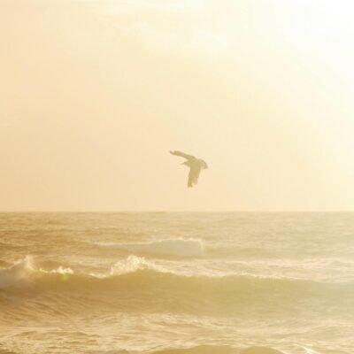 Bird Soaring over Water Waves