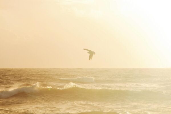 Bird Soaring over Water Waves